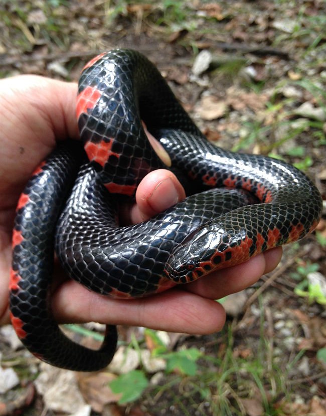 Western Mud Snake